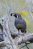 California Quail